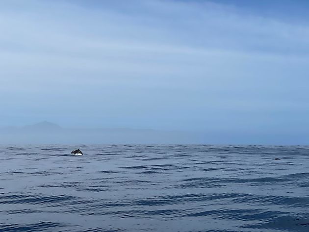 Bernsteinmakrele angeln. White Marlin Gran Canaria