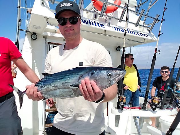 Geteilte Charter auf dem tiefen Riff. White Marlin Gran Canaria