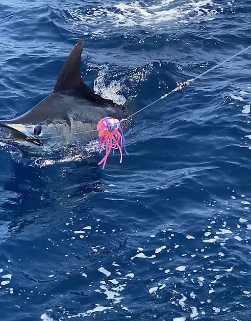 Jumper White Marlin Gran Canaria