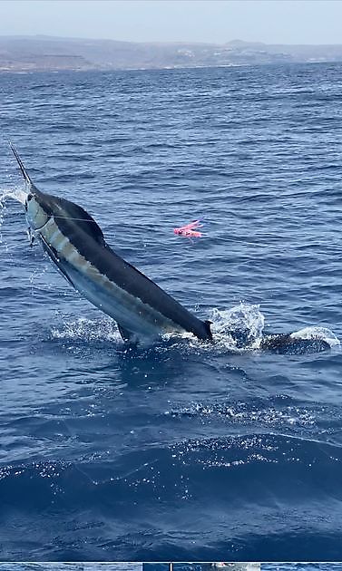 Bunnfiske White Marlin Gran Canaria