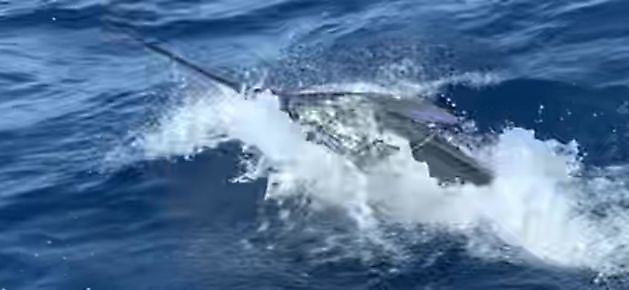 Wahoo White Marlin Gran Canaria