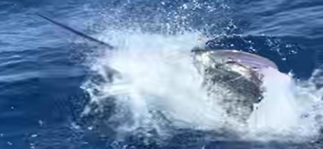 Begleiten Sie uns auf eine Reise. White Marlin Gran Canaria