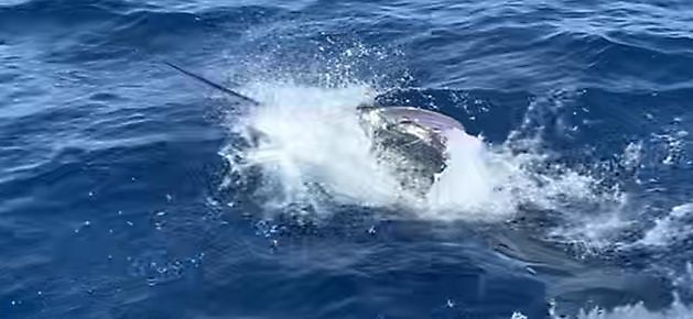 Ergebnis von heute Morgen. White Marlin Gran Canaria