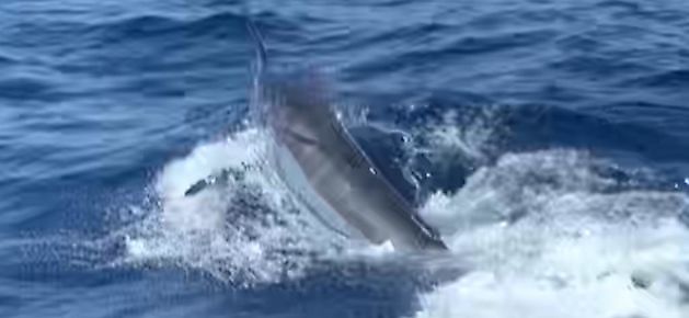 Score fra i morges. White Marlin Gran Canaria