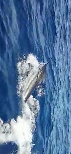 Score van vanochtend. White Marlin Gran Canaria