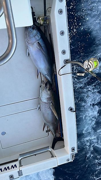 Fotos des Tages. White Marlin Gran Canaria