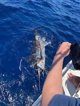 Julius White Marlin Gran Canaria