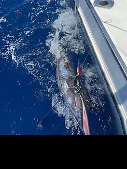 Julius White Marlin Gran Canaria