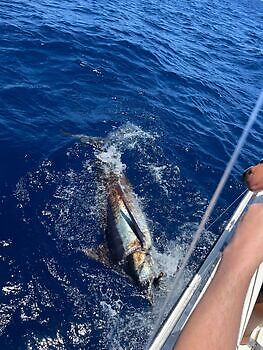 Julius White Marlin Gran Canaria