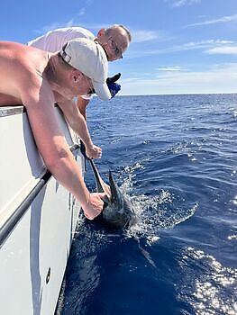 Julius White Marlin Gran Canaria