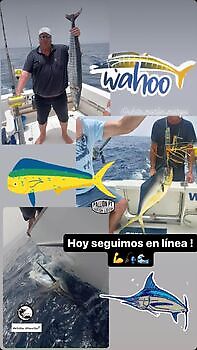 Julius White Marlin Gran Canaria