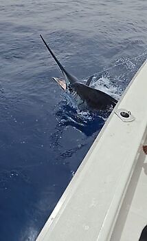 Julius White Marlin Gran Canaria