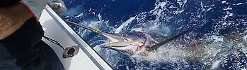 Augustus White Marlin Gran Canaria