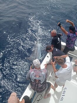 Augustus White Marlin Gran Canaria