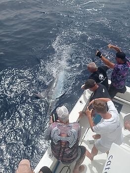 Augustus White Marlin Gran Canaria