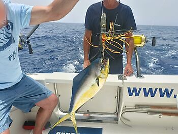 Augustus White Marlin Gran Canaria