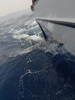 Augustus White Marlin Gran Canaria