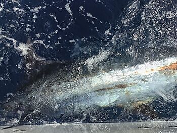 Augustus White Marlin Gran Canaria