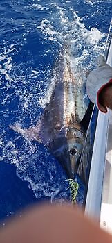 Augustus White Marlin Gran Canaria