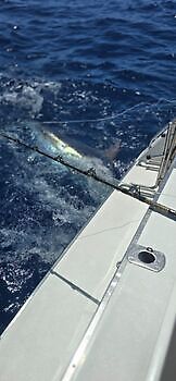 september White Marlin Gran Canaria