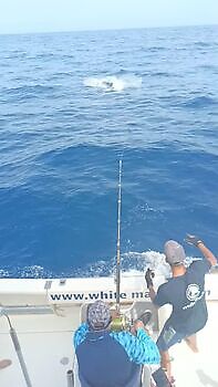 september White Marlin Gran Canaria