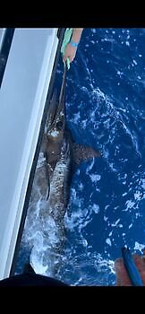 oktober White Marlin Gran Canaria