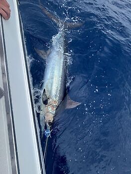 oktober White Marlin Gran Canaria