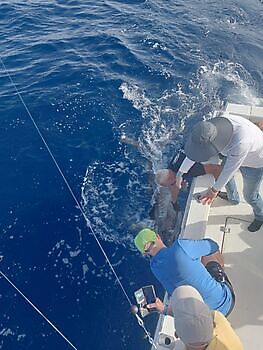 oktober White Marlin Gran Canaria