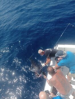 oktober White Marlin Gran Canaria