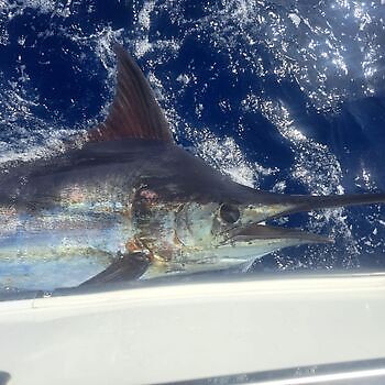 oktober White Marlin Gran Canaria