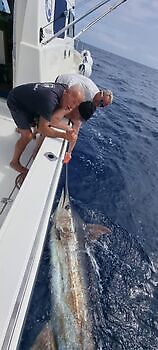 oktober White Marlin Gran Canaria