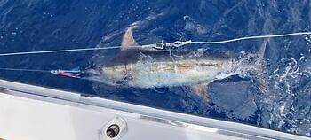 oktober White Marlin Gran Canaria