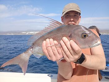 Atlantische tonijn White Marlin Gran Canaria